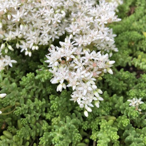 STONECROP, WHITE