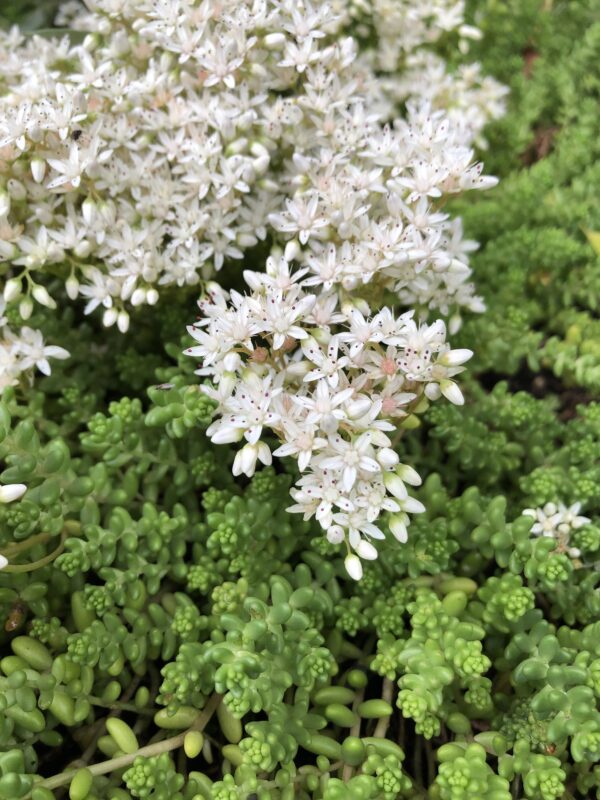 c3c69e59-092a-4e73-84e5-7bff3a4cdeb1-15969-00000c4ff46ec5a1_file STONECROP, WHITE