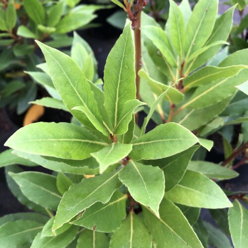 BAY TREE
