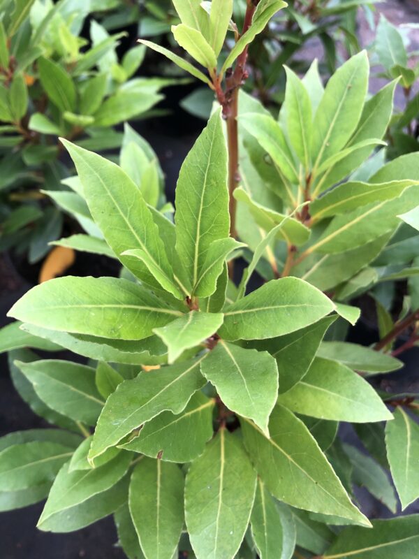 BAY TREE