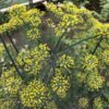 DILL