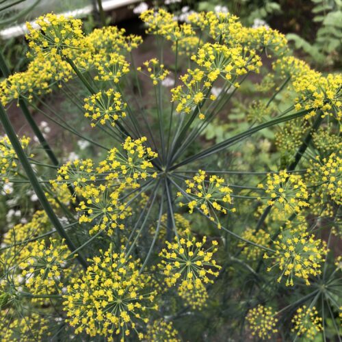 DILL