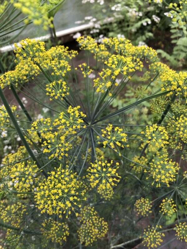 cc3879be-dc95-4f31-8992-0ad1373b1c42-7757-00000b93e753998c_file DILL