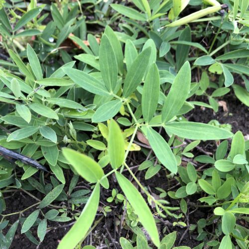 VETCH, BITTER or MOUNTAIN