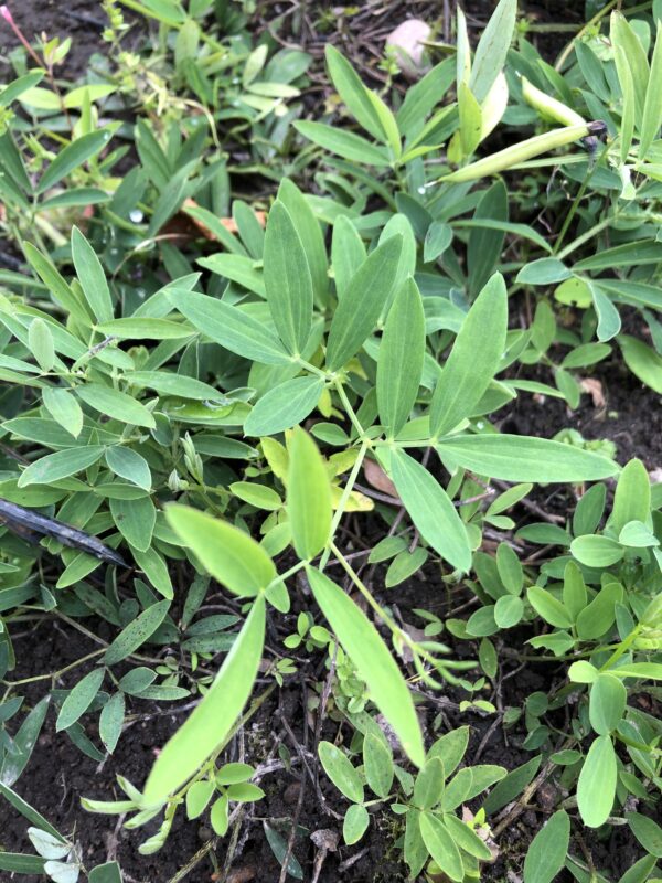 VETCH, BITTER or MOUNTAIN