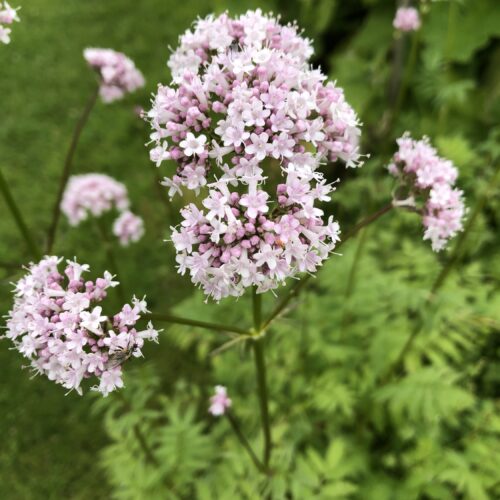 VALERIAN, COMMON