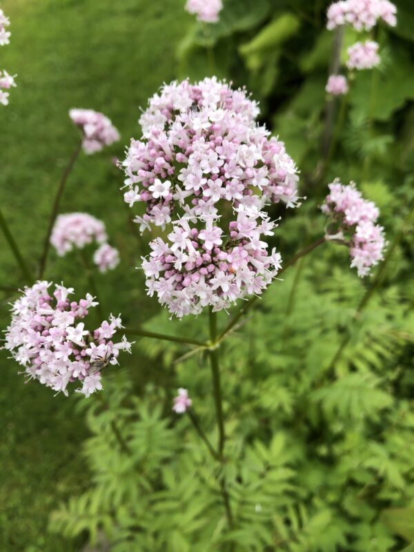 VALERIAN, COMMON