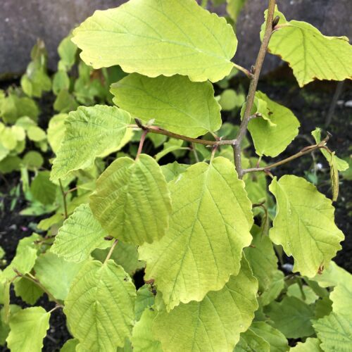 WITCH HAZEL, AMERICAN