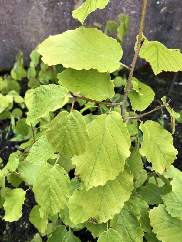 WITCH HAZEL, AMERICAN