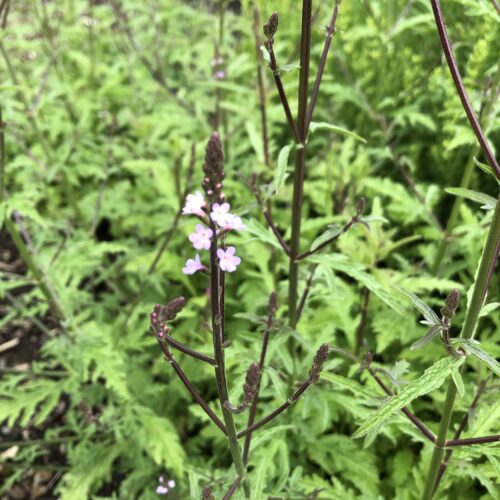 VERVAIN