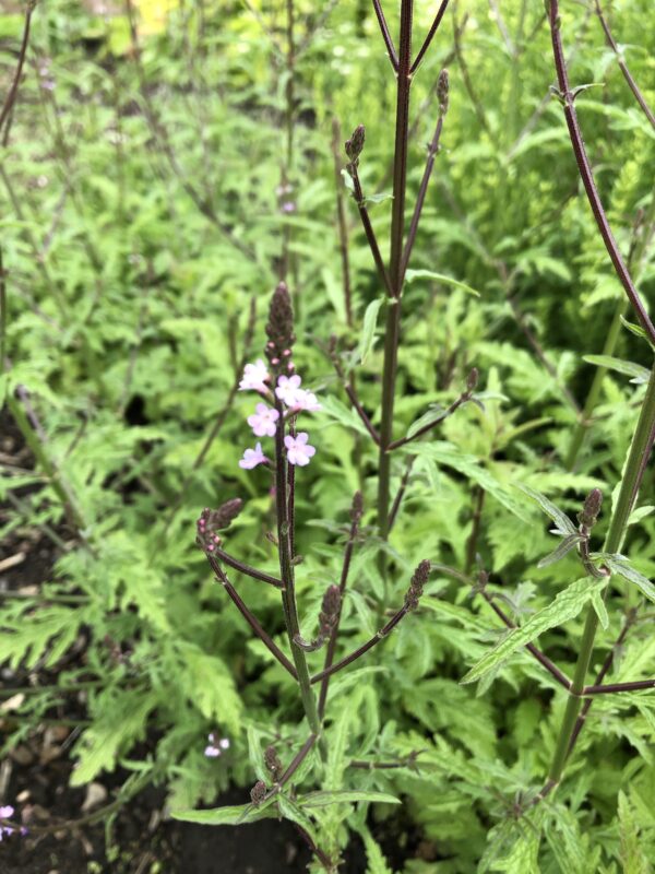 VERVAIN