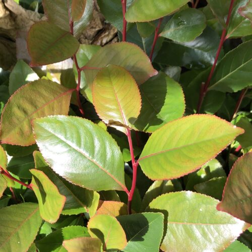 KHAT
