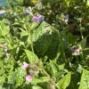 LUNGWORT