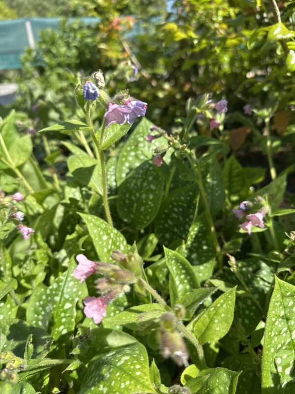 5e4db006-e1c1-48f8-92b0-c5344a4c1acd-513-0000016bd57d867c_file LUNGWORT