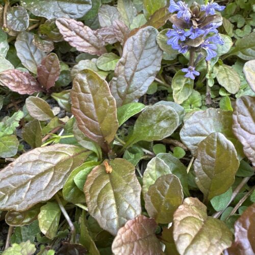 BUGLE, PURPLE
