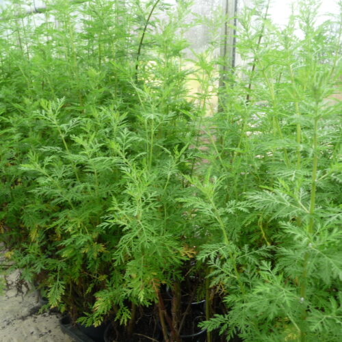 WORMWOOD, SWEET