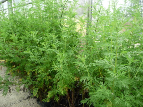 Artemisin WORMWOOD, SWEET
