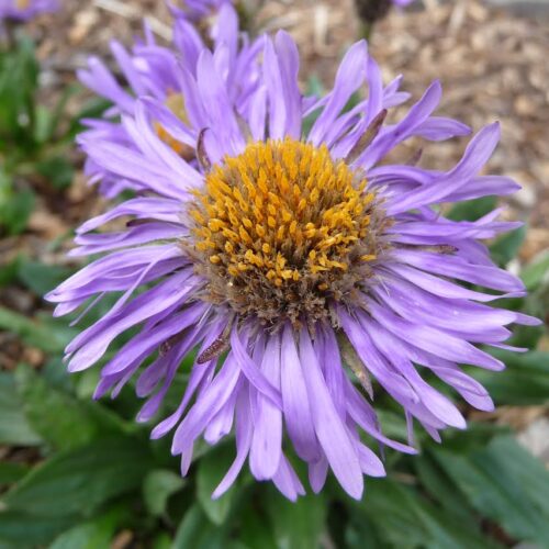 Violet Aster VIOLET ASTER