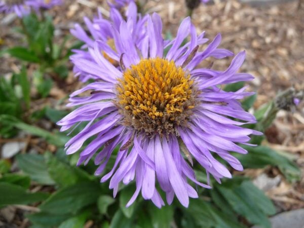 Violet Aster VIOLET ASTER